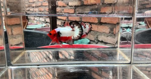 View of bird perching on glass