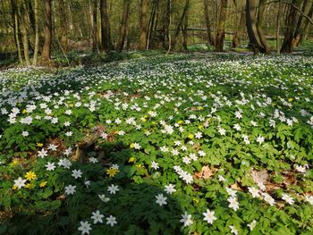 View of flowering plants and trees in forest