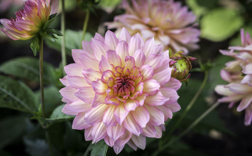 Close-up of pink dahlia blooming outdoors