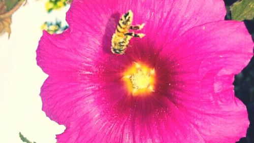 Close-up of flower blooming outdoors