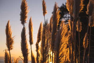 Close-up of stalks in field against sky