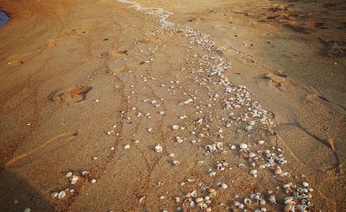 High angle view of footprints on beach