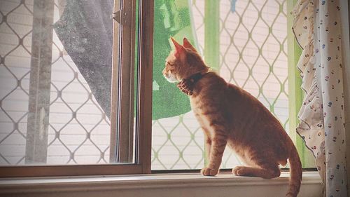 Cat looking through window at home