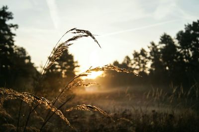 Close-up of corn field against sky during sunset