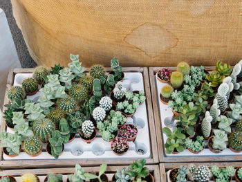 High angle view of various plants