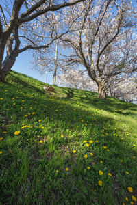 Scenic view of grassy field against sky