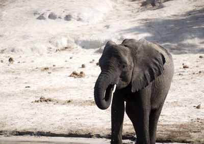 Elephant standing on field