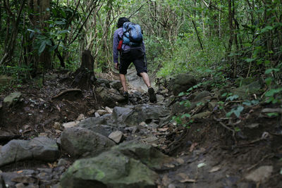 Rear view of man walking in forest