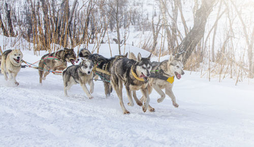 View of dog running on snow covered land