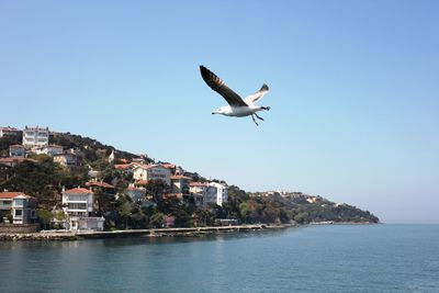 Seagull flying over water