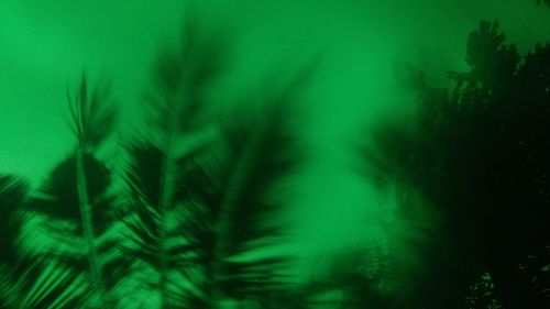 Defocused image of pine trees