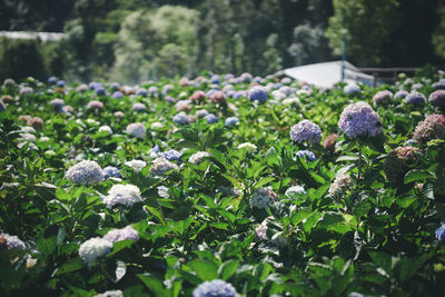 Close-up of purple flowering plants on field