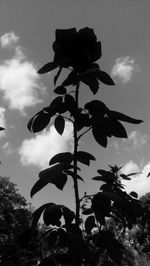 Low angle view of silhouette plants against sky