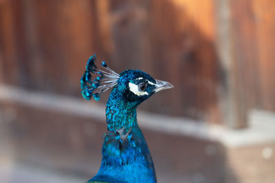 peacock