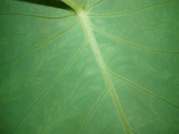 Full frame shot of leaf