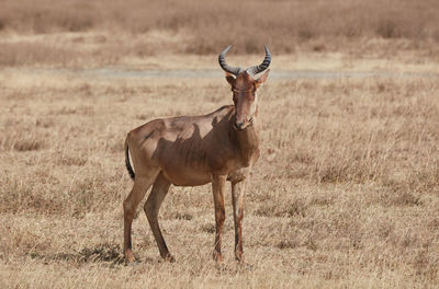 Portrait of horse on field