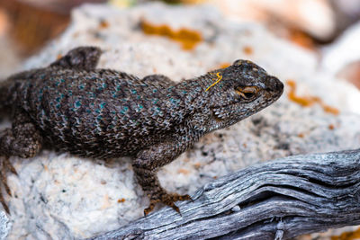 Close-up of lizard on wood