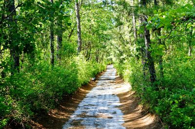 Narrow walkway along trees in park