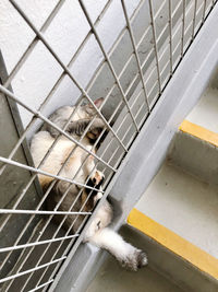 High angle view of monkey in cage