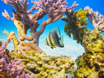 Close-up of fish swimming in sea