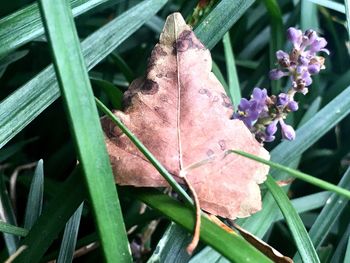 Close-up of leaves