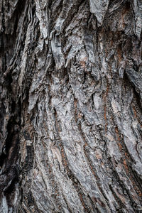 Full frame shot of tree trunk