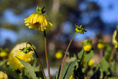 Close-up of yellow flowering plant