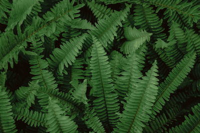 Full frame shot of fern leaves