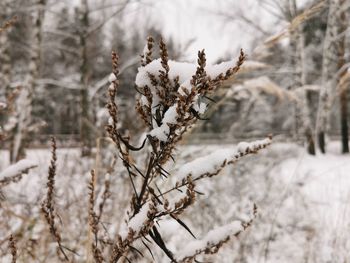 Close-up of snow covered tree