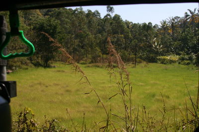 Scenic view of trees growing on field