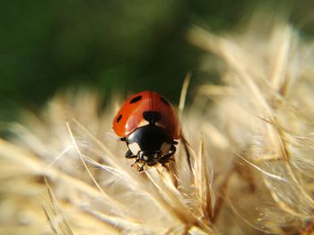 Close-up of ladybug on plant