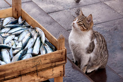 Close-up of cat looking at fish