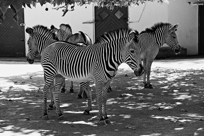 Zebra in zebras