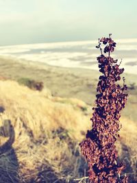 Close-up of tree on beach against sky