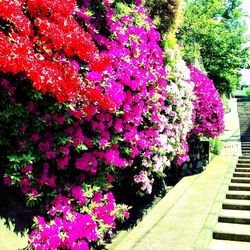 Pink flowers blooming in park