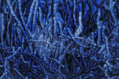 Full frame shot of frozen plants