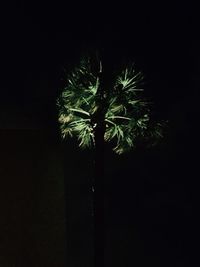 Close-up of plant against black background