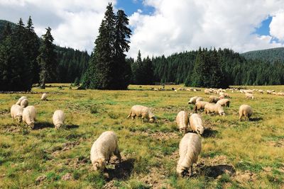 Sheep grazing in a field