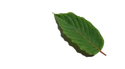 Close-up of leaf against white background