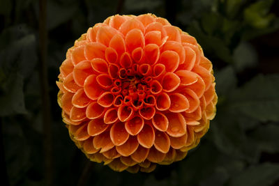 Close-up of orange dahlia