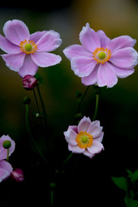 Close-up of pink flowering plants