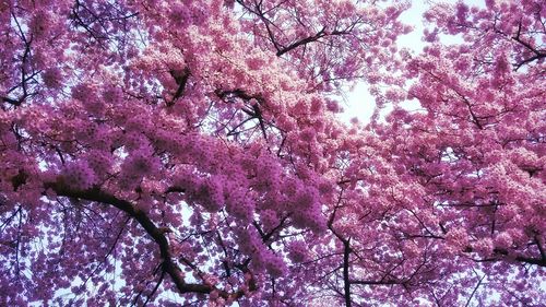 Low angle view of pink flowers