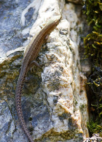 Close-up of lizard on rock