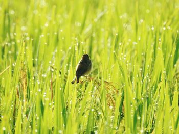 Close-up of bird perching on grass