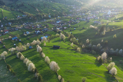 Spring rural landscape with blooming trees in the mountain area, of bucovina - romania. 