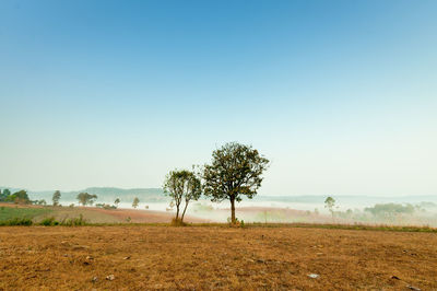 Trees against clear sky