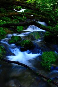 Scenic view of waterfall in forest