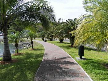 Palm trees against sky