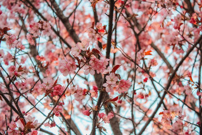 Low angle view of cherry blossom tree