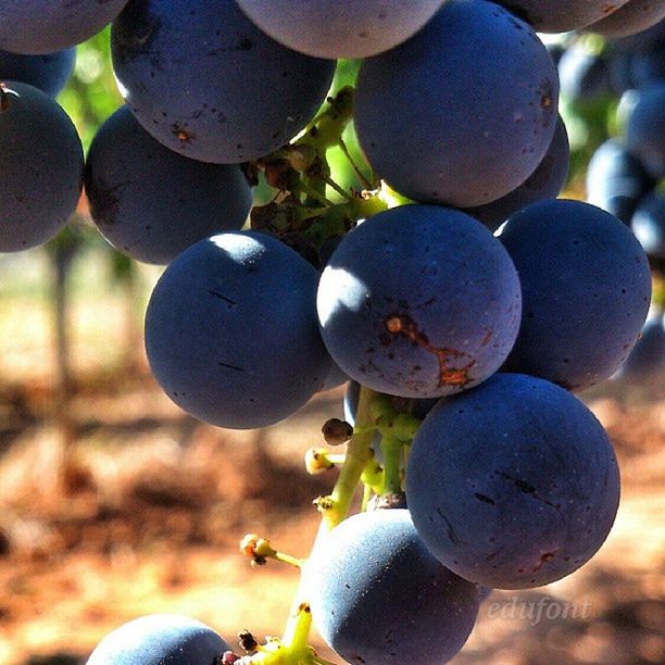 close-up, focus on foreground, sphere, fruit, hanging, blue, tree, growth, grape, nature, outdoors, day, green color, ball, healthy eating, sunlight, food and drink, no people, balloon, beauty in nature